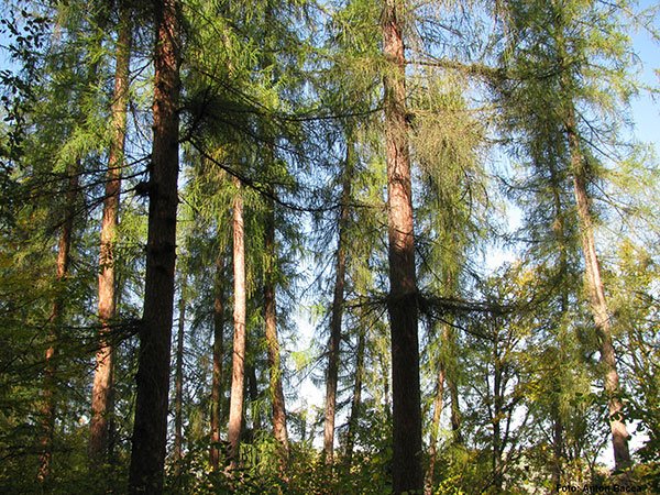 European larch trees