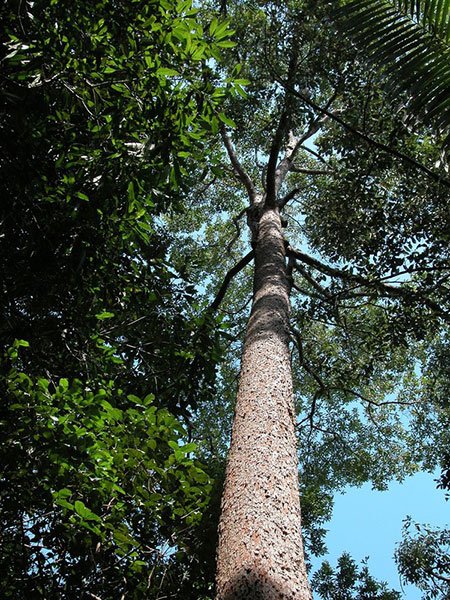 Meranti tree