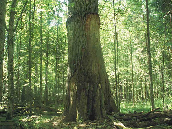 European oak tree in forest 