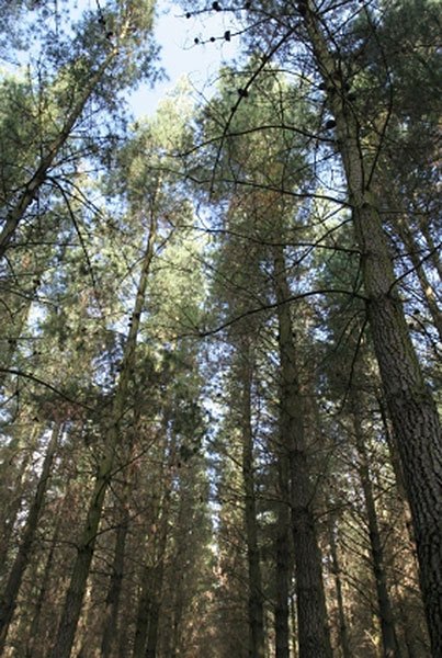 Pine (Radiata) trees