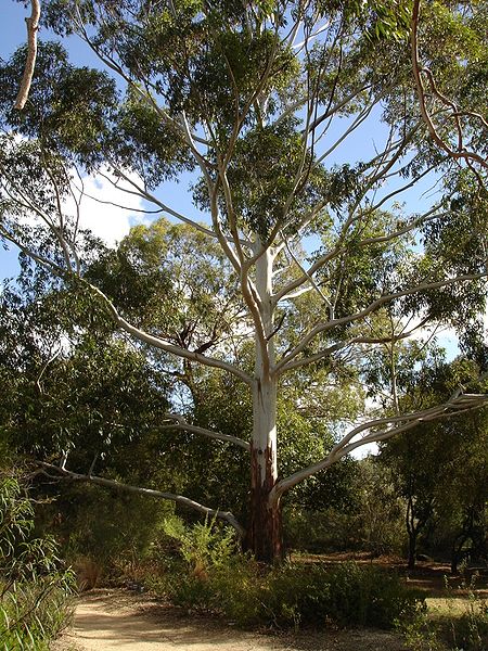 Red Grandis tree