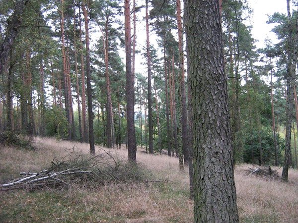 Redwood (European) forest