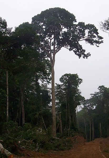 Sapele trees